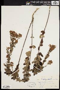 Lespedeza intermedia image