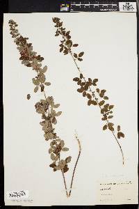 Lespedeza intermedia image