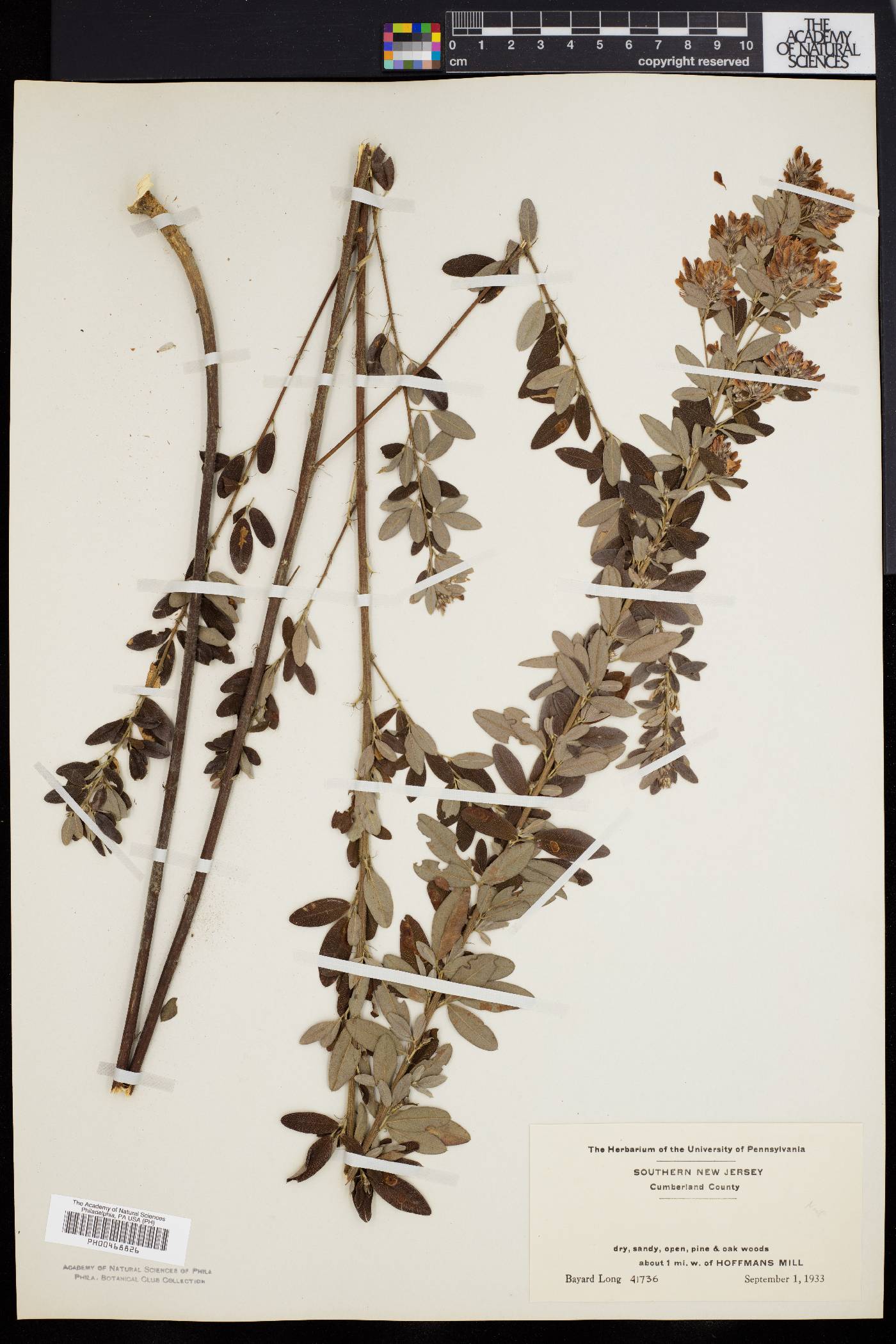 Lespedeza × nuttallii image