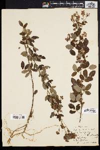 Lespedeza × nuttallii image