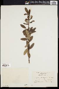 Media resource of Lespedeza x oblongifolia