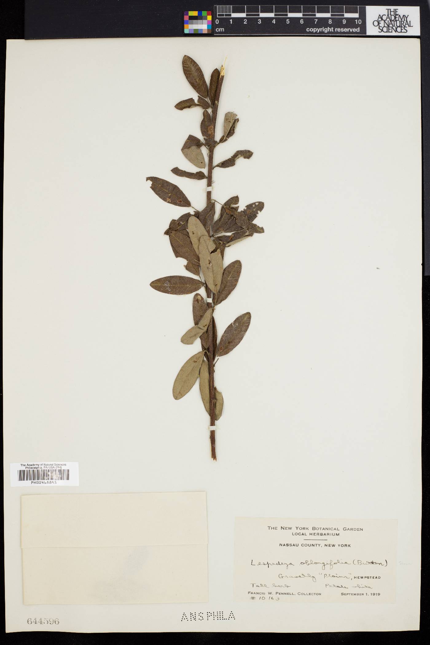 Lespedeza x oblongifolia image