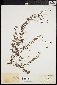 Lespedeza repens image