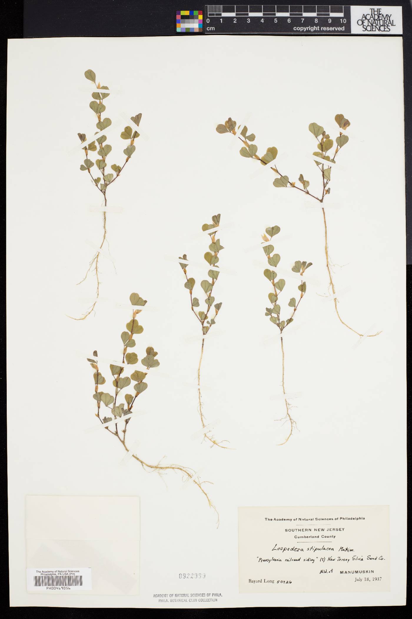 Lespedeza stipulacea image