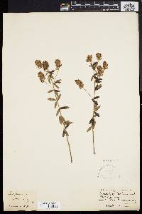 Lespedeza stuevei image