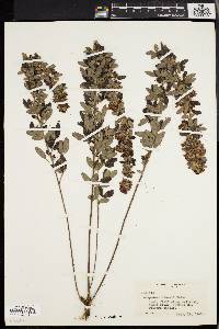 Lespedeza stuevei image