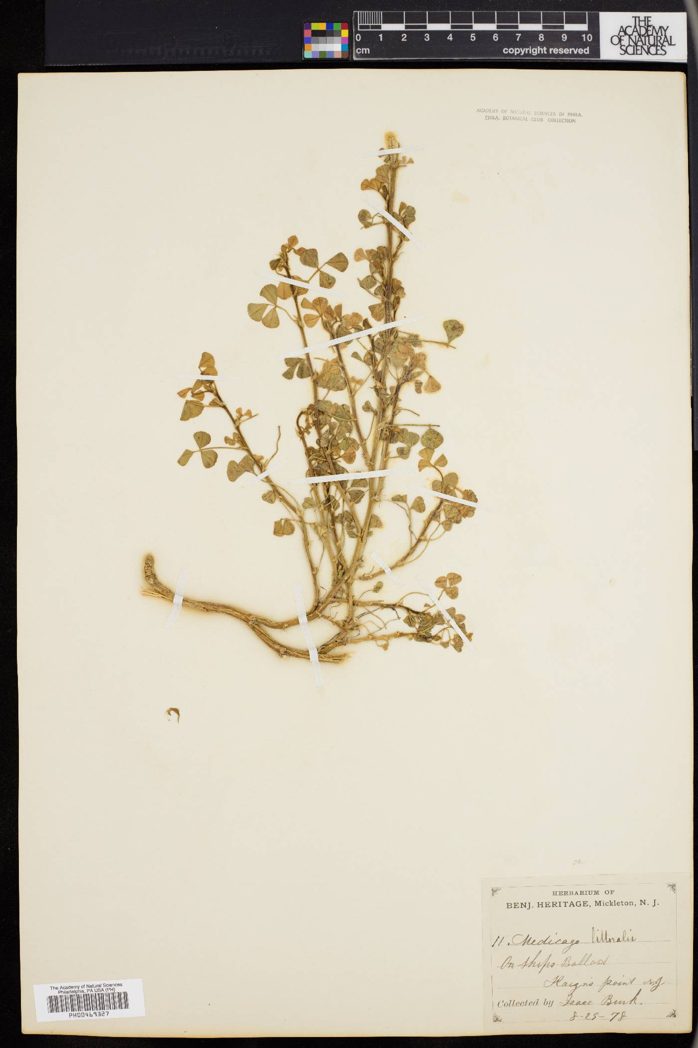 Medicago littoralis image