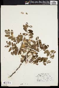 Robinia elliottii image