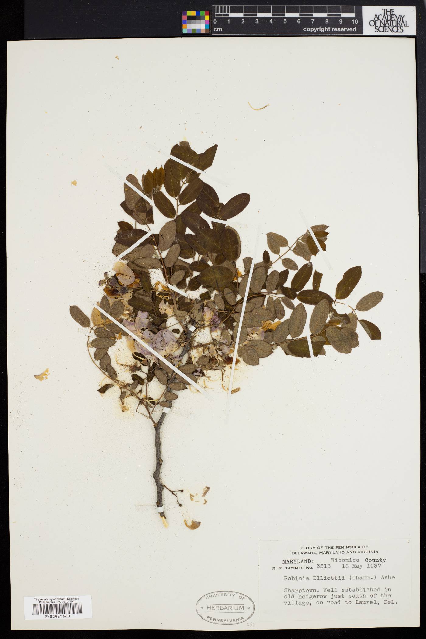 Robinia elliottii image
