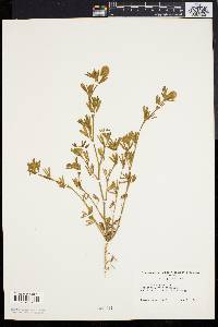 Trifolium arvense image