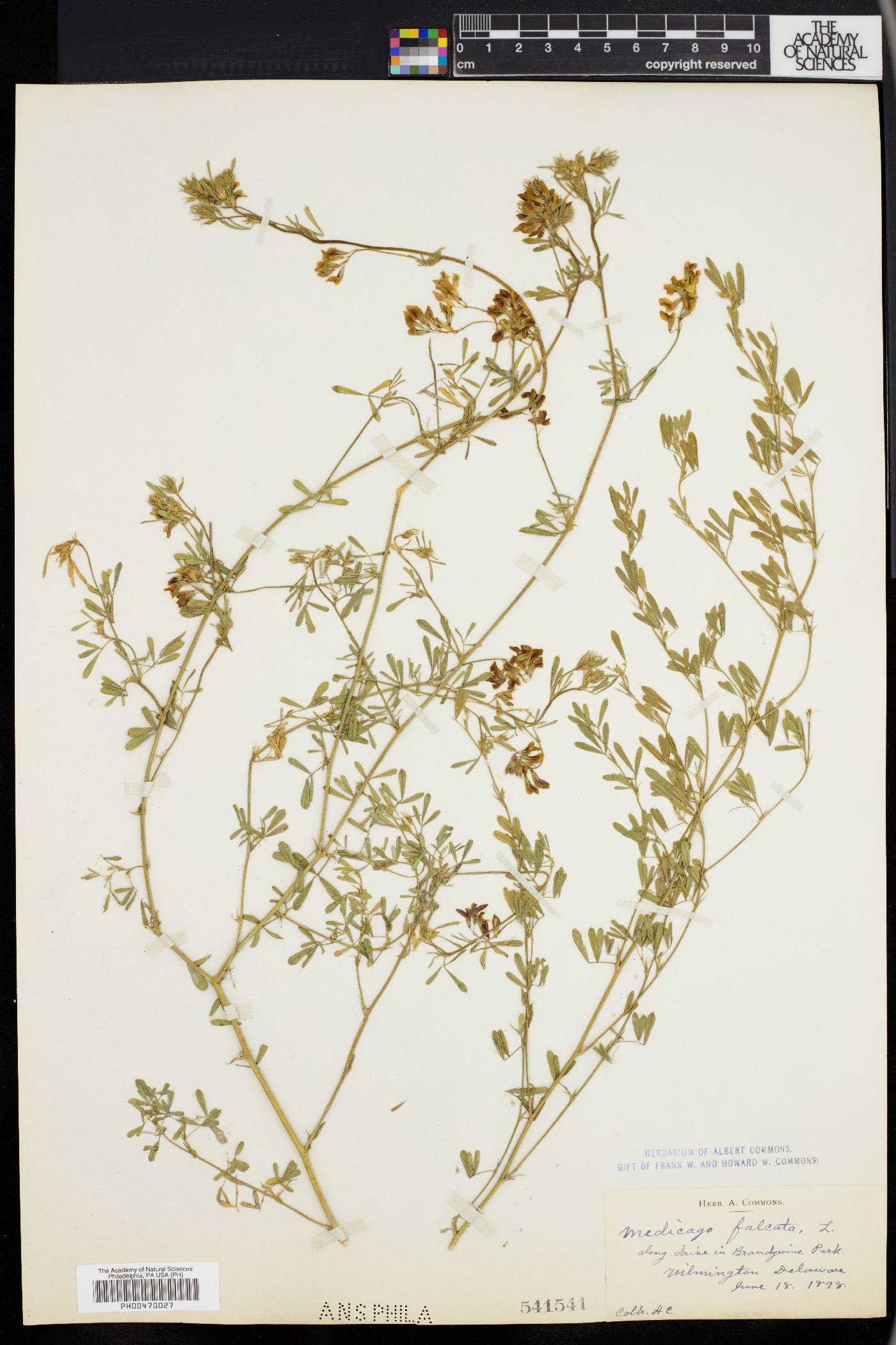 Medicago falcata image