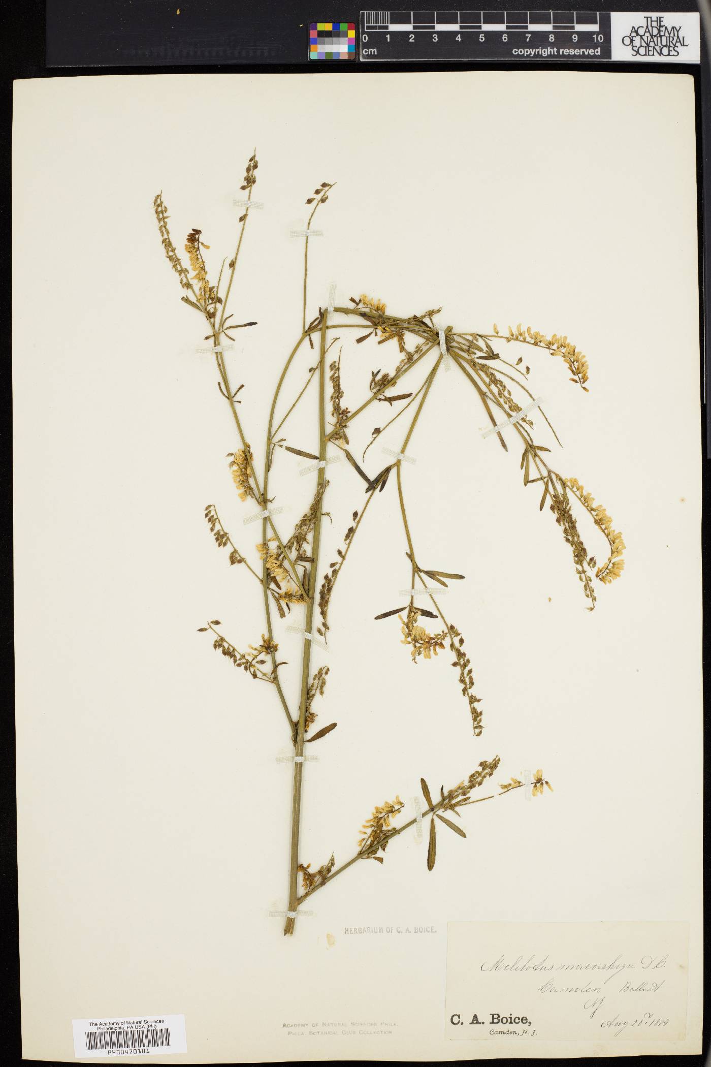 Melilotus altissimus image