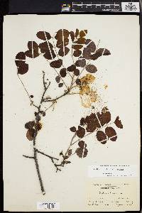 Robinia hispida image