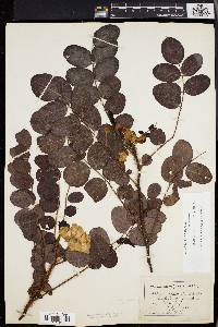 Robinia hispida image