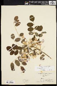 Robinia hispida image