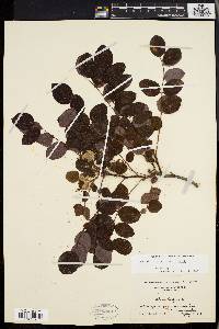 Robinia hispida image