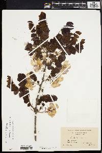 Robinia hispida image