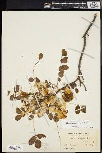 Robinia hispida image