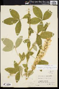 Image of Thermopsis caroliniana