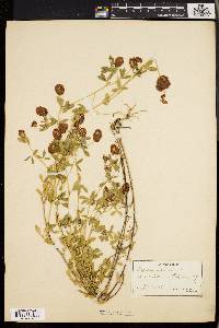 Trifolium aureum image