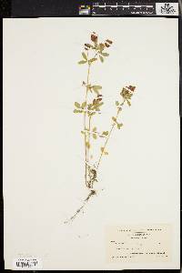 Trifolium aureum image