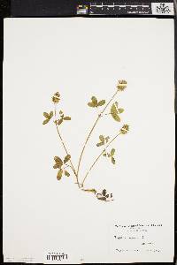 Trifolium aureum image