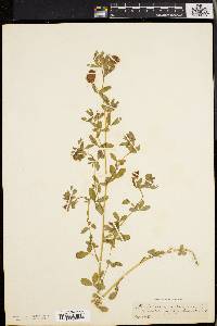 Trifolium aureum image