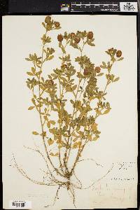 Trifolium aureum image