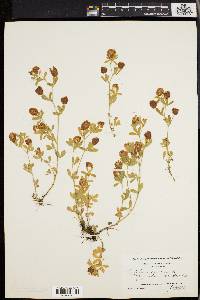 Trifolium aureum image