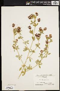 Trifolium aureum image