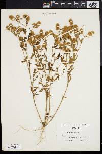 Trifolium arvense image