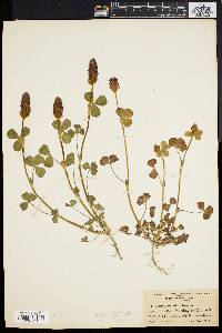 Trifolium incarnatum image