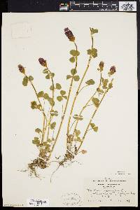 Trifolium incarnatum image