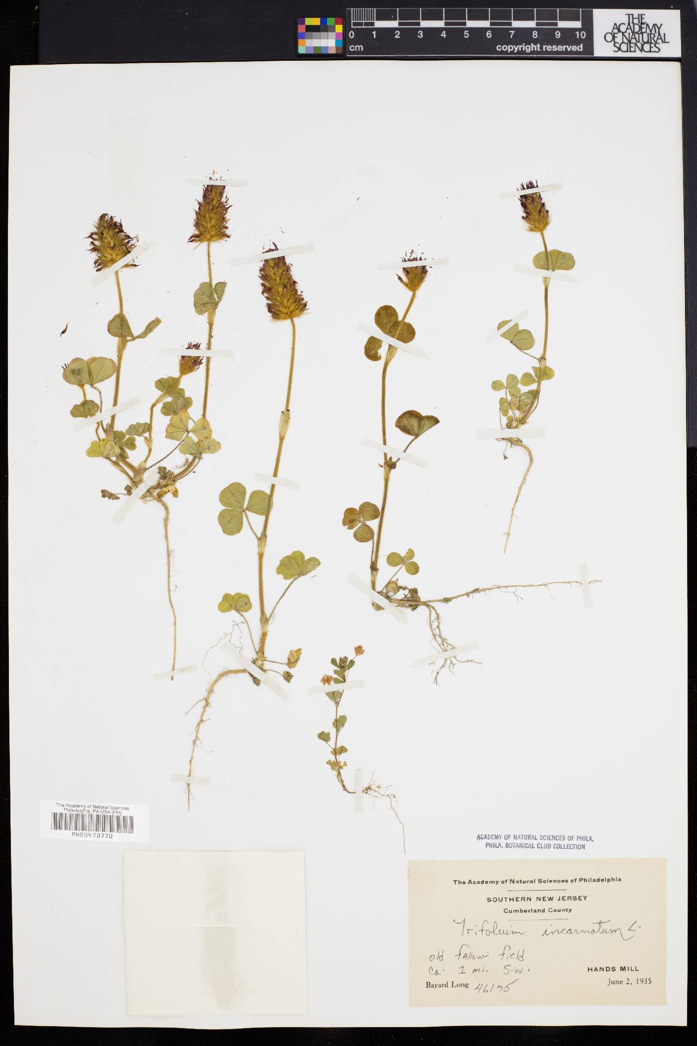 Trifolium incarnatum image