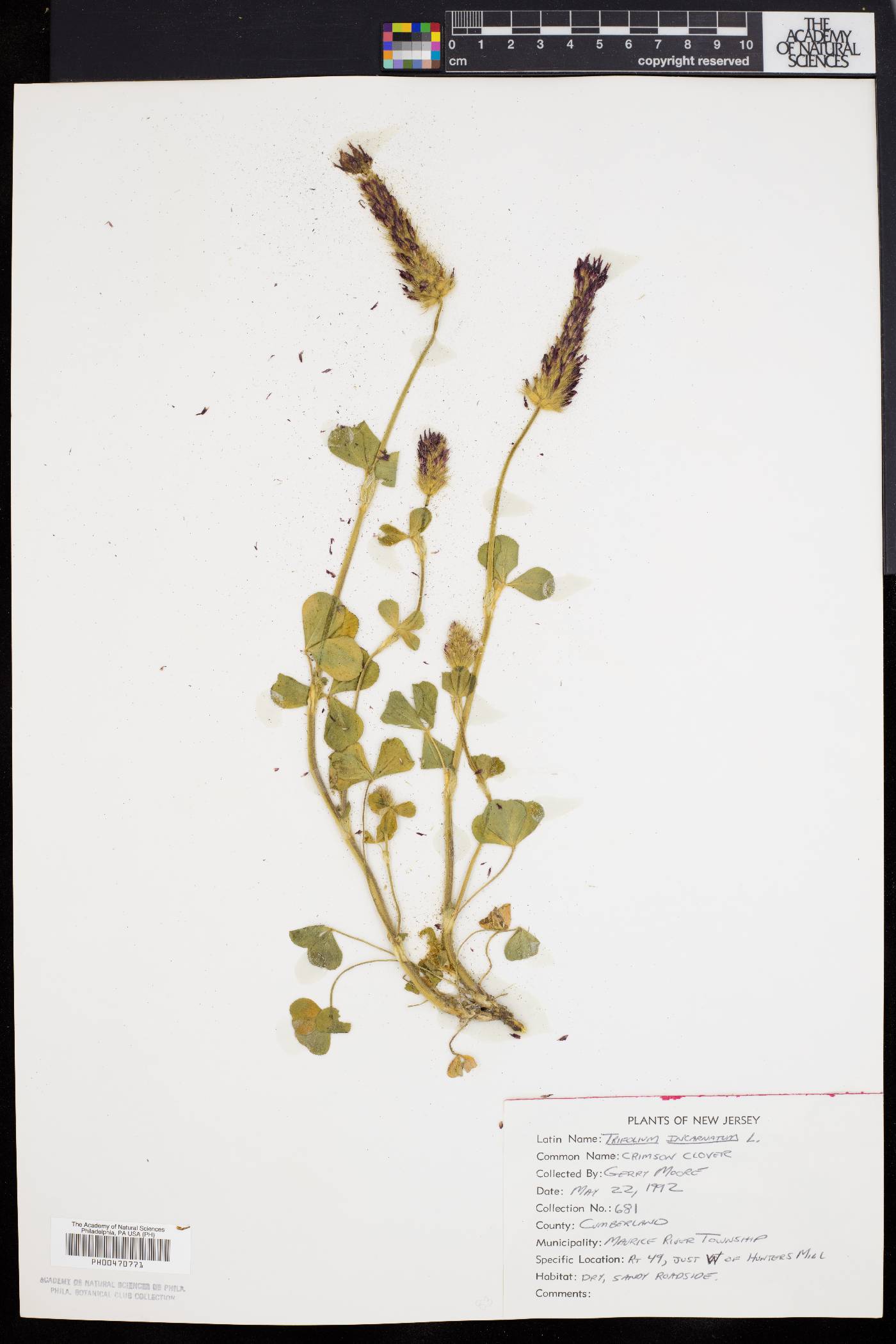 Trifolium incarnatum image