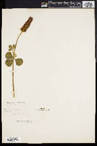 Trifolium incarnatum image