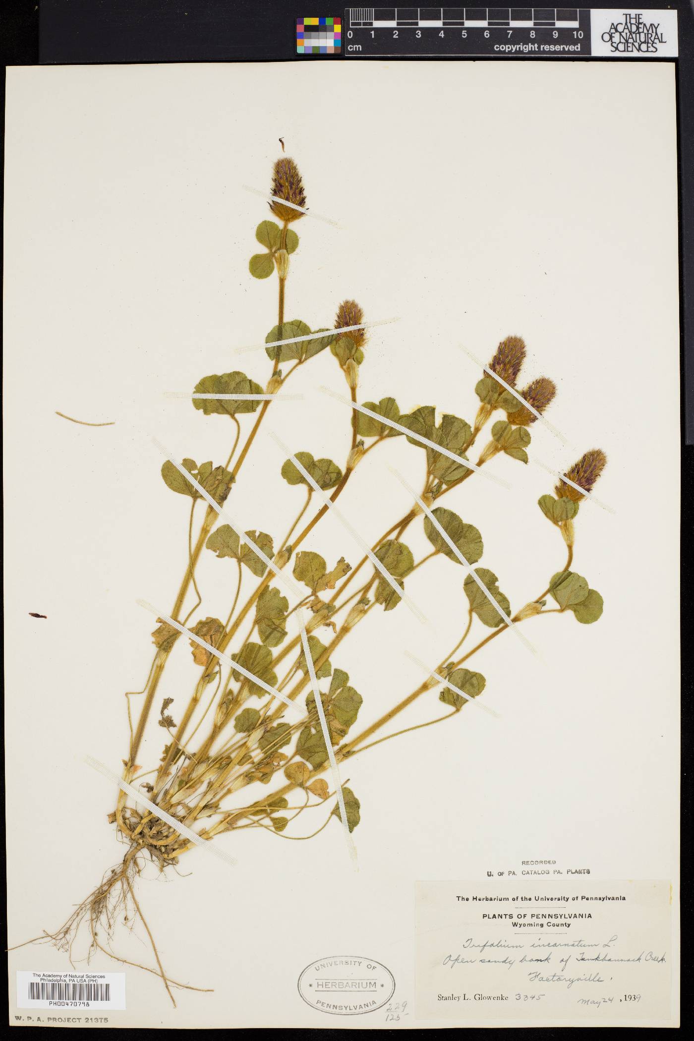 Trifolium incarnatum image