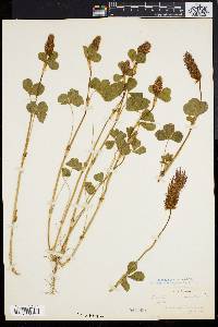 Trifolium incarnatum image