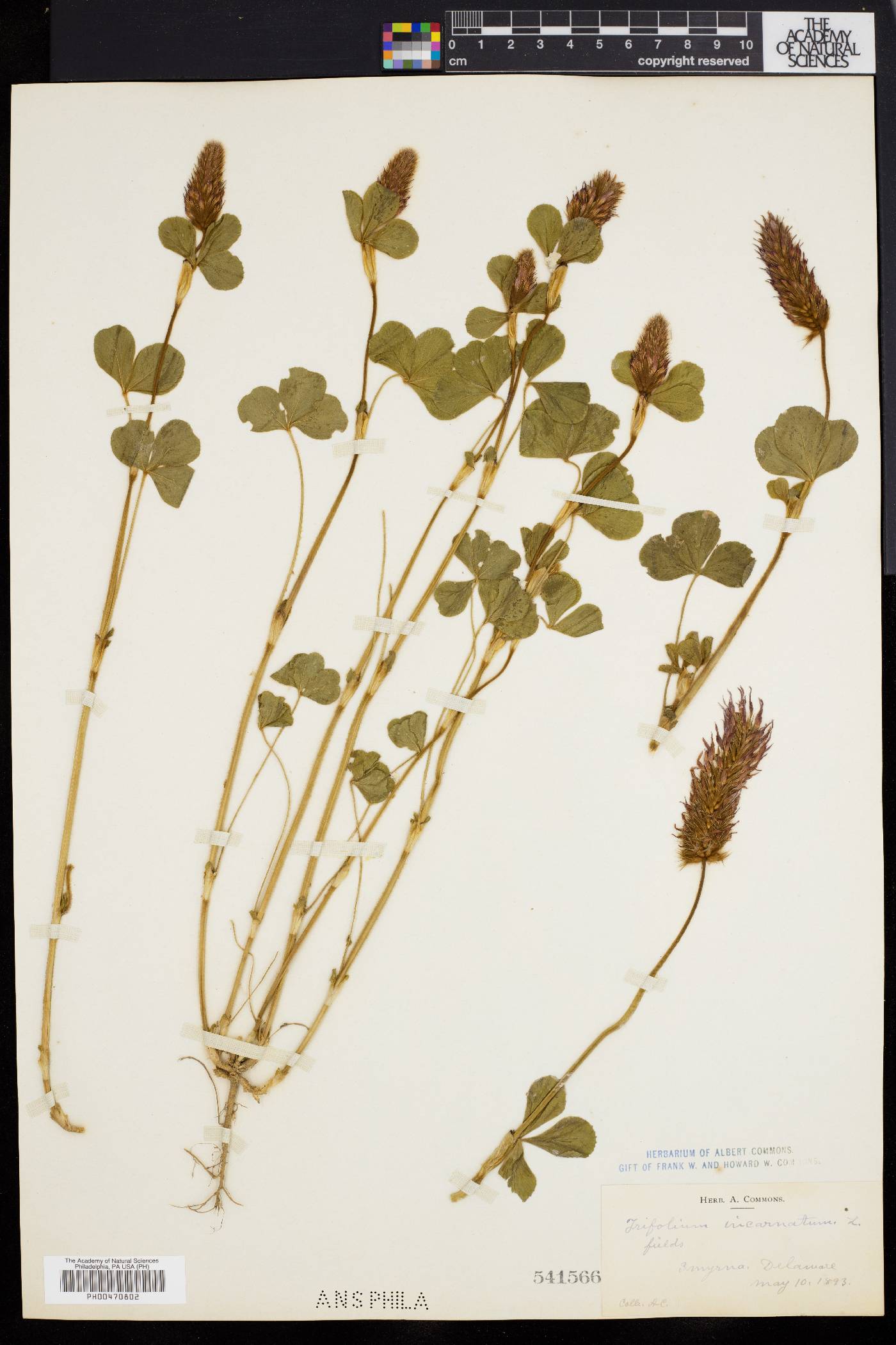Trifolium incarnatum image