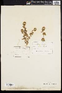 Image of Trifolium lappaceum