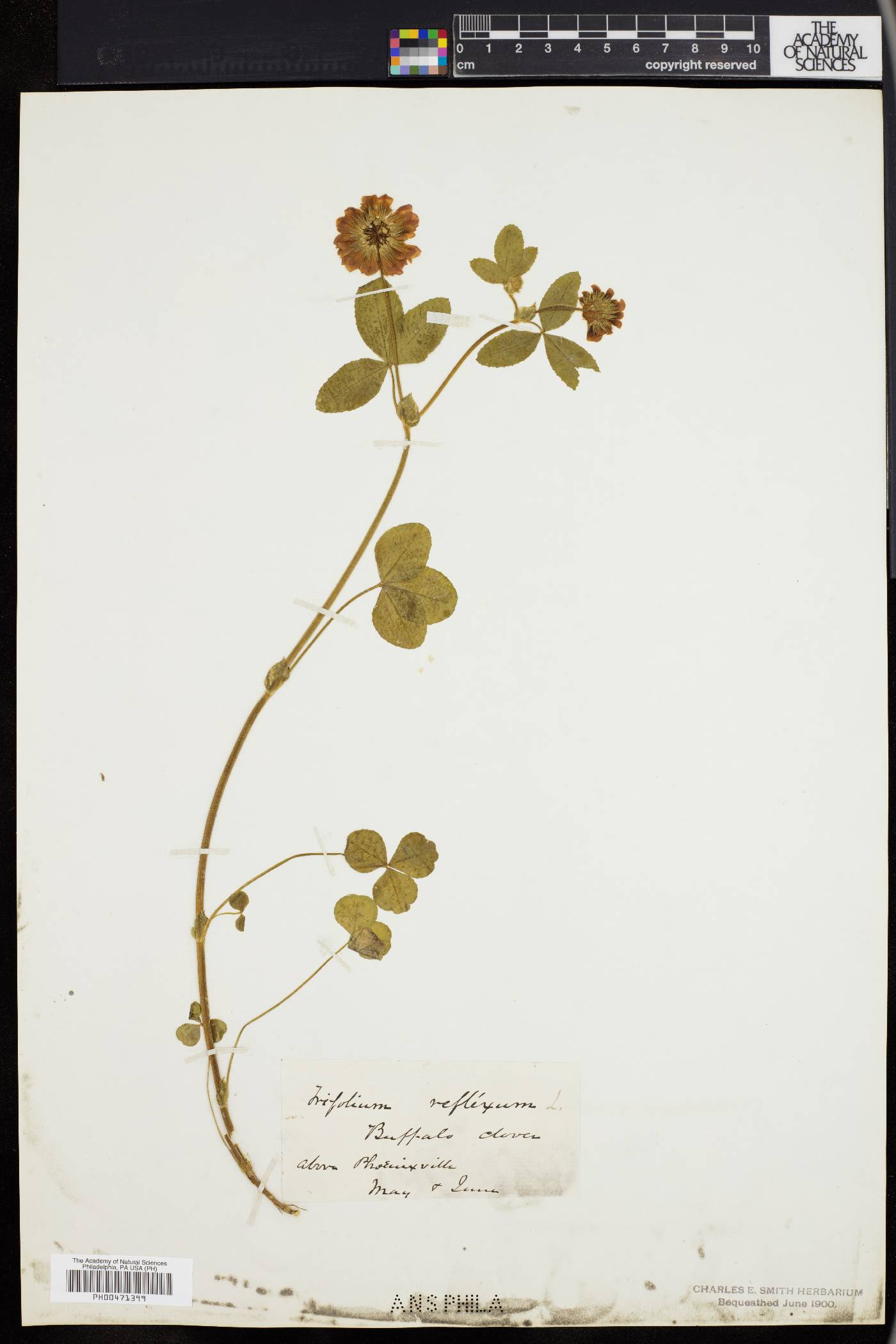 Trifolium reflexum image