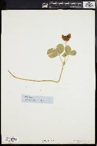 Trifolium reflexum image