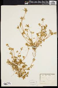 Image of Trifolium striatum