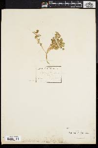 Image of Trifolium tomentosum