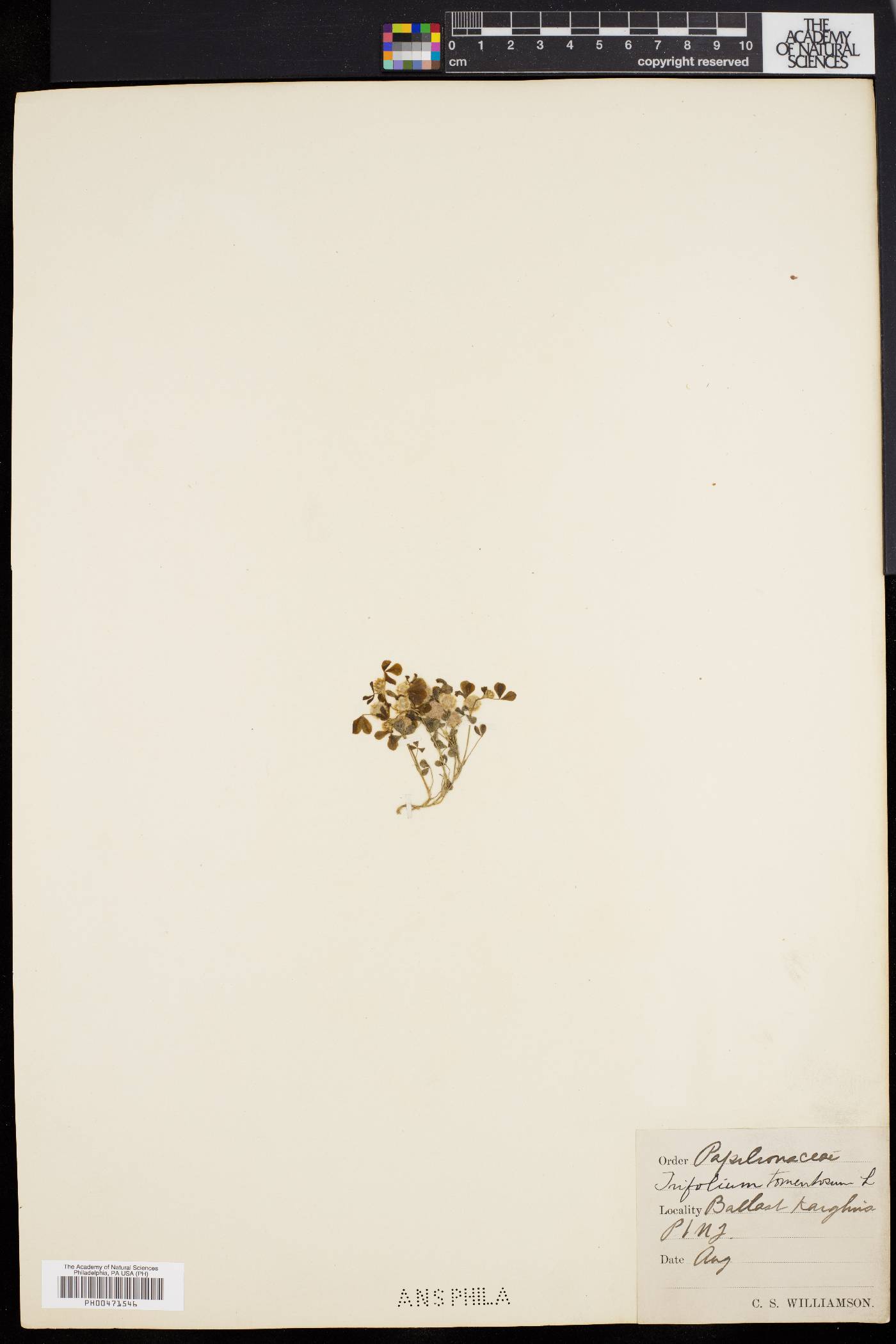 Trifolium tomentosum image