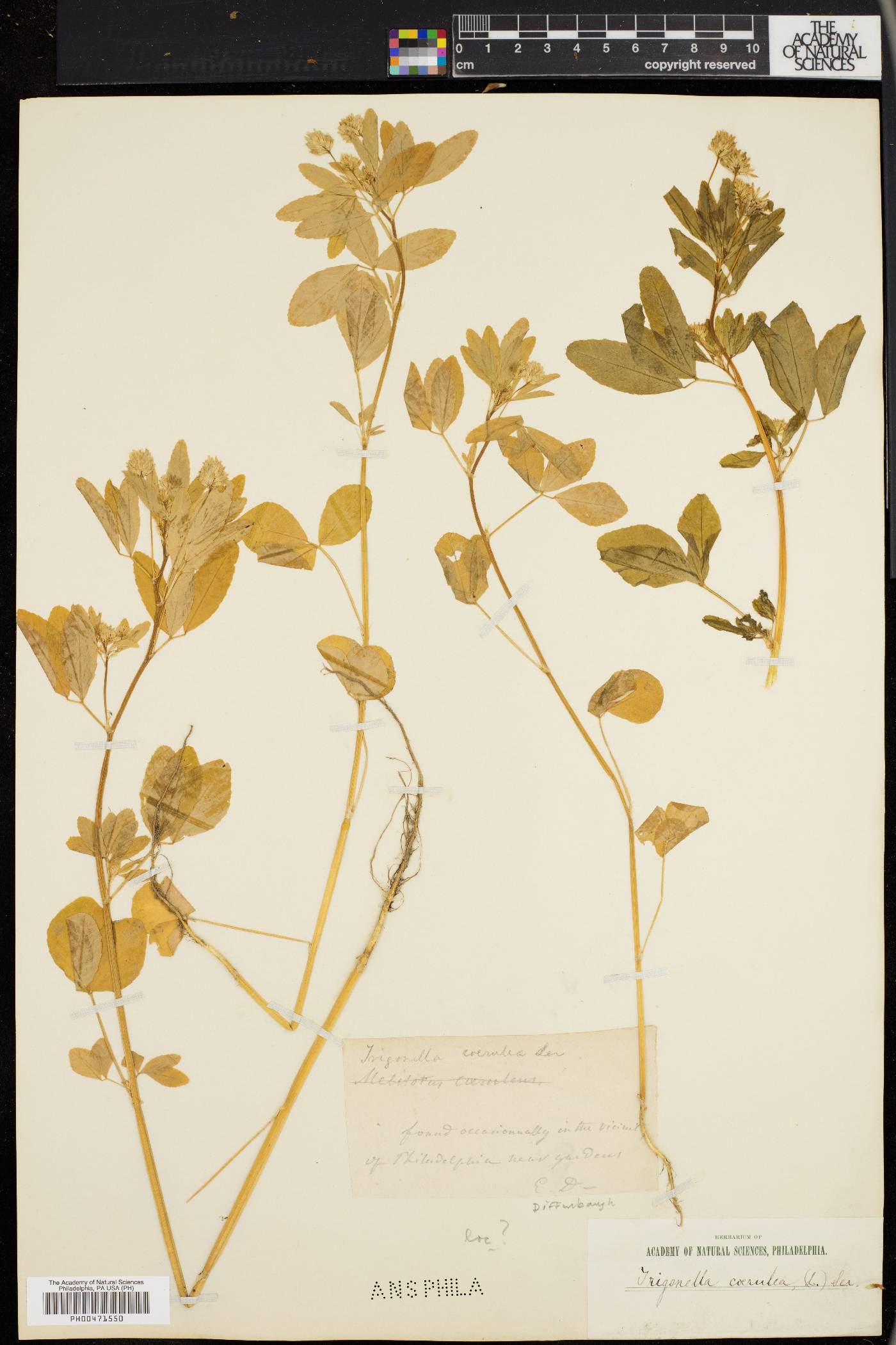 Trigonella caerulea image
