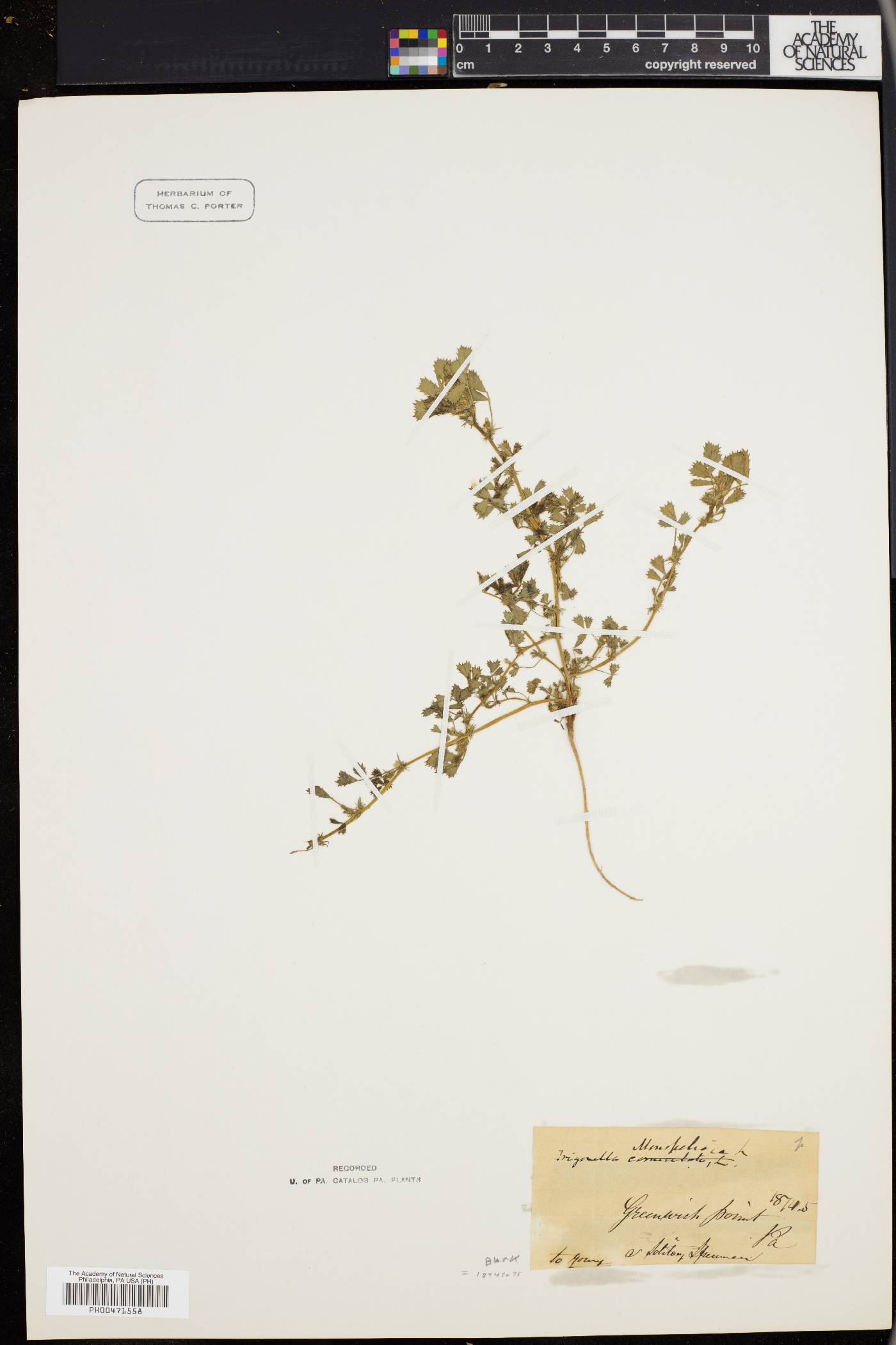 Trigonella monspeliaca image
