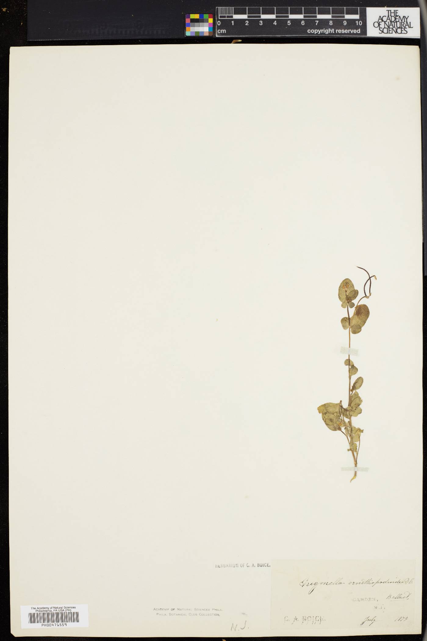 Trigonella ornithopodioides image