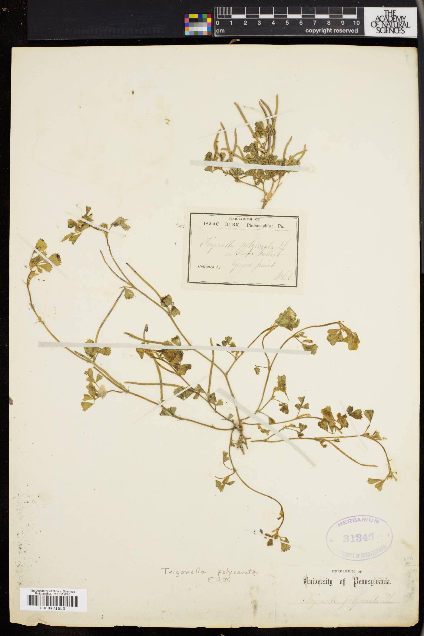 Trigonella polycerata image