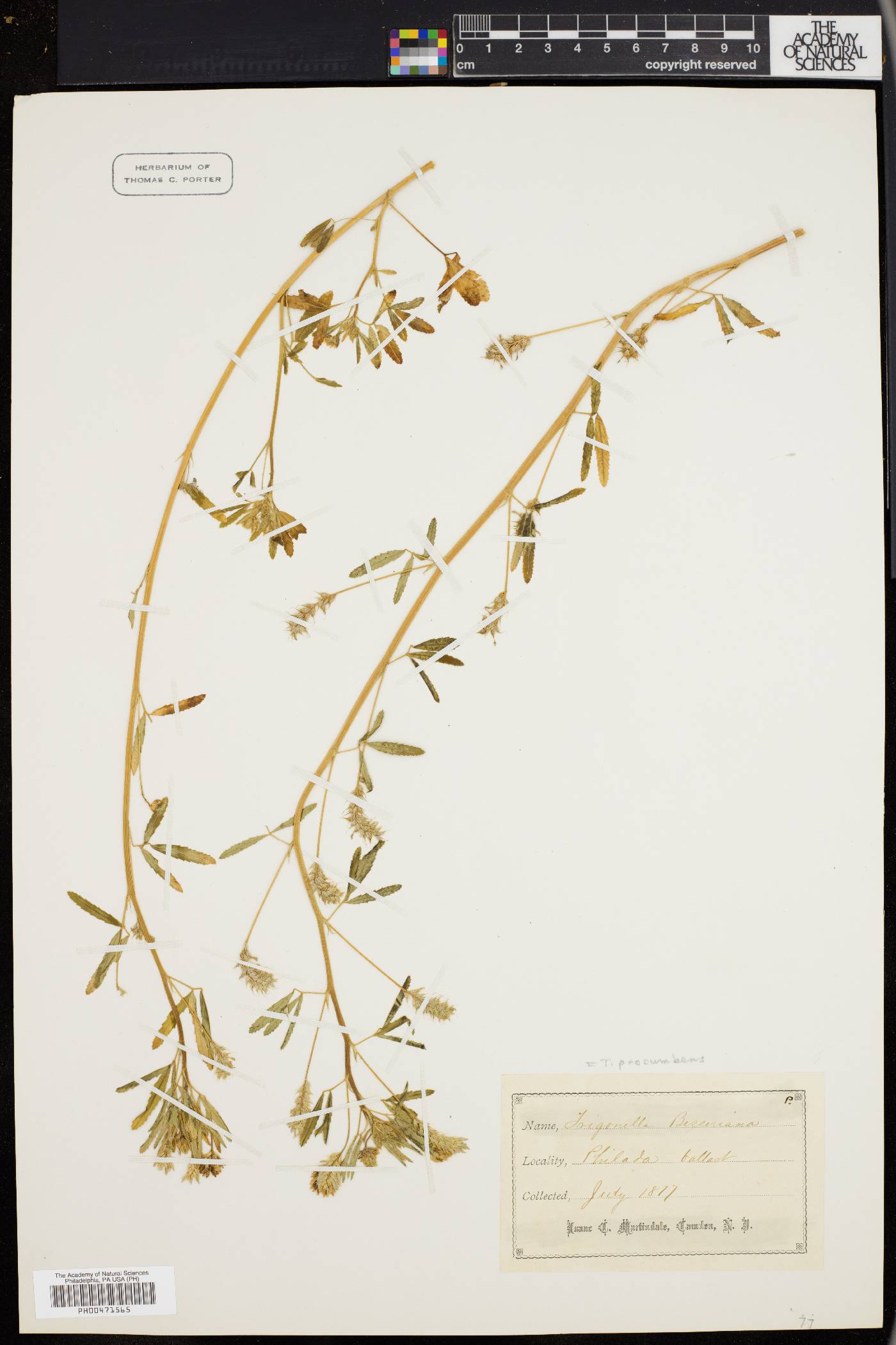 Trigonella procumbens image